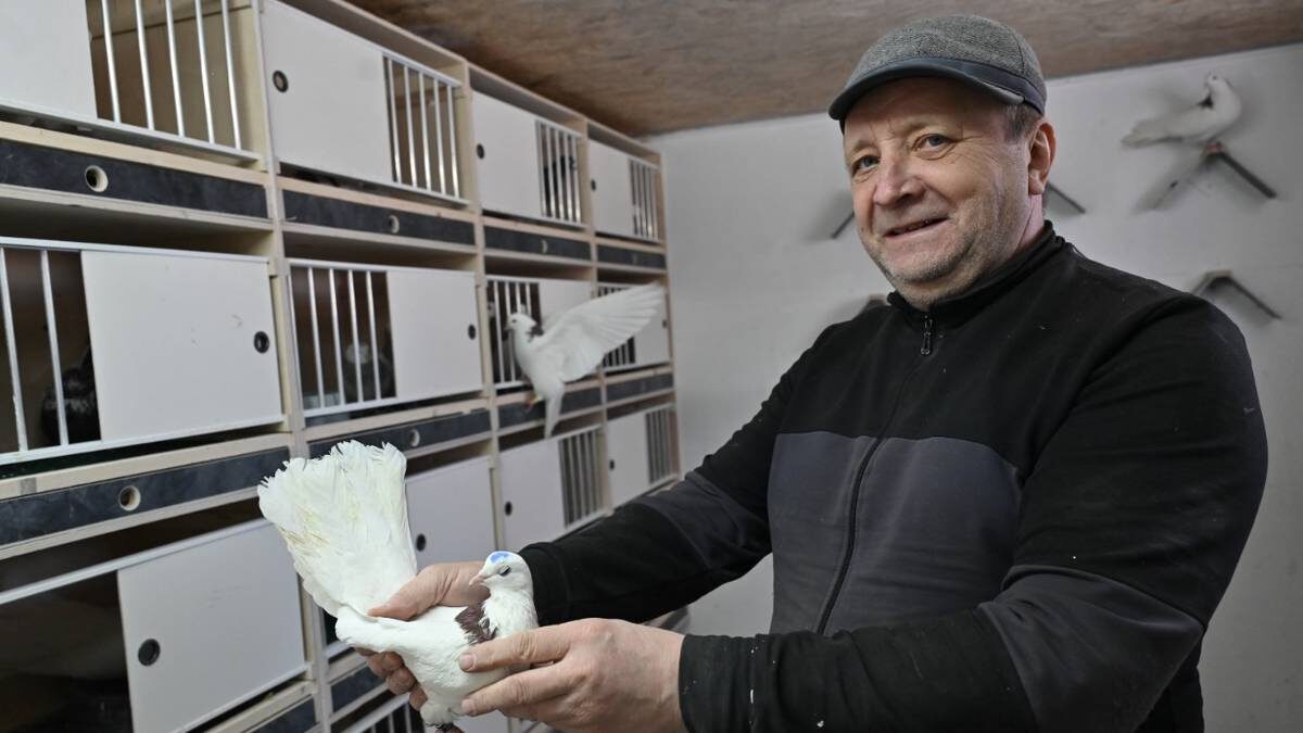    Голубевод Леонид Носков показывает одну из своих птиц в новой голубятне на улице Сталеваров у Ивановских прудов / Фото: Александр Кочубей / Вечерняя Москва