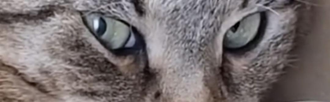 Сильный лидер, лидер и лидерята-1.