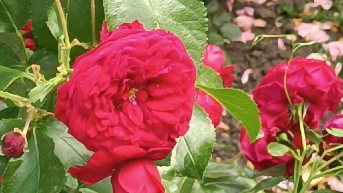 Роза Rotkäppchen (Роткепхен)