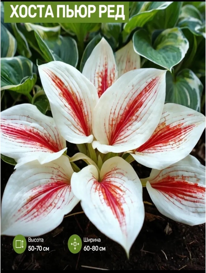 Несуществующая хоста/фото с маркетплейса ВБ.