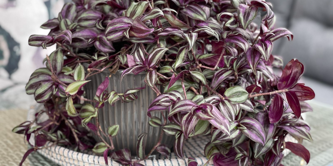 Основное в уходе за традесканцией