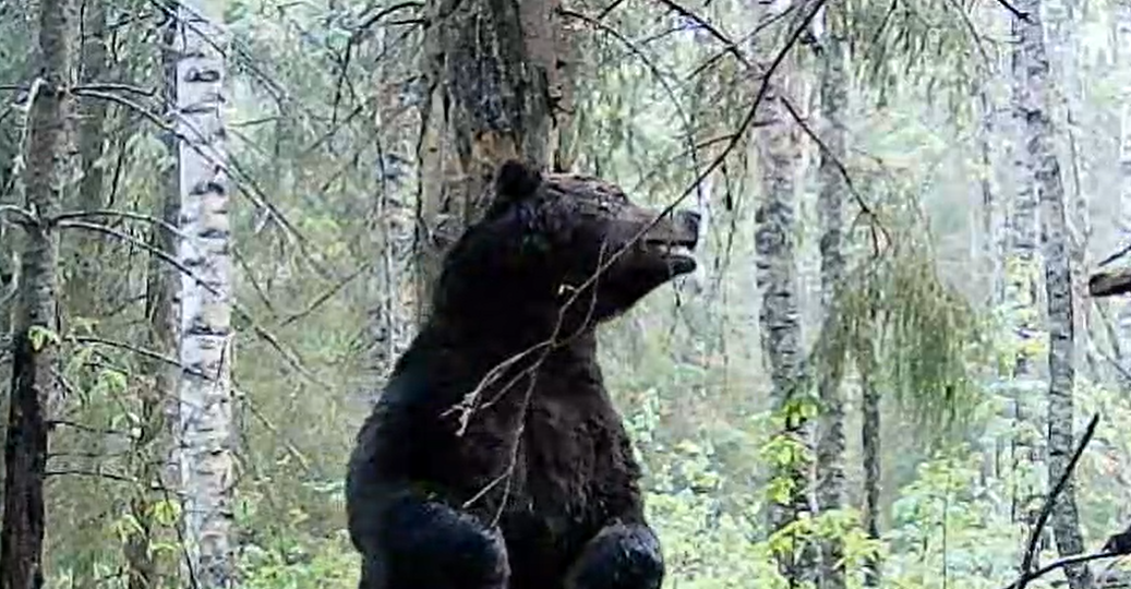 Поведение медведя при встрече с человеком и со следами его деятельности. Часть 2.