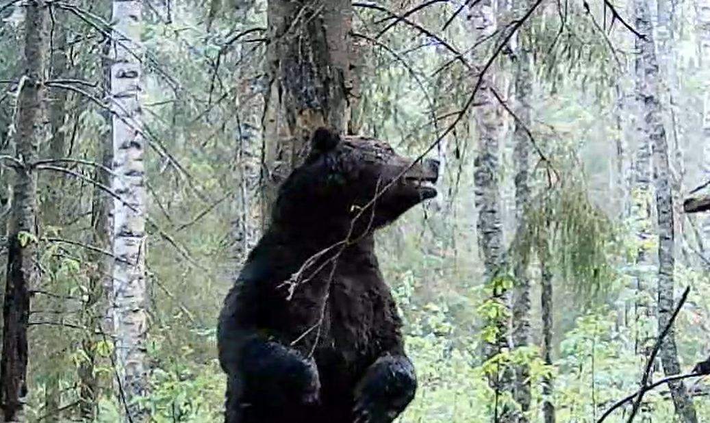 Косолапый явно получает удовольствие почесывая спинку.