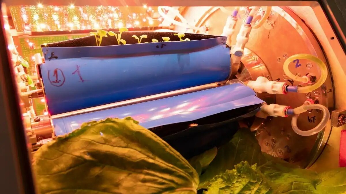 Фото: ГНЦ РФ – ИМБП РАН
Первая в мире космическая оранжерея «Витацикл-Т»