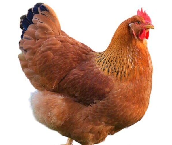 Цветной бройлер Редбро.