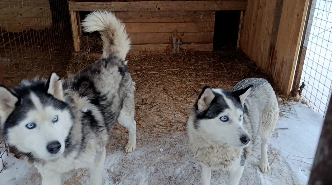 Первые дни в приюте 