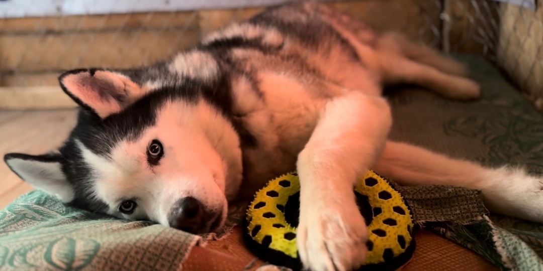 Редкое и огромное счастье- хаски Шери и Локи уехали в одну семью