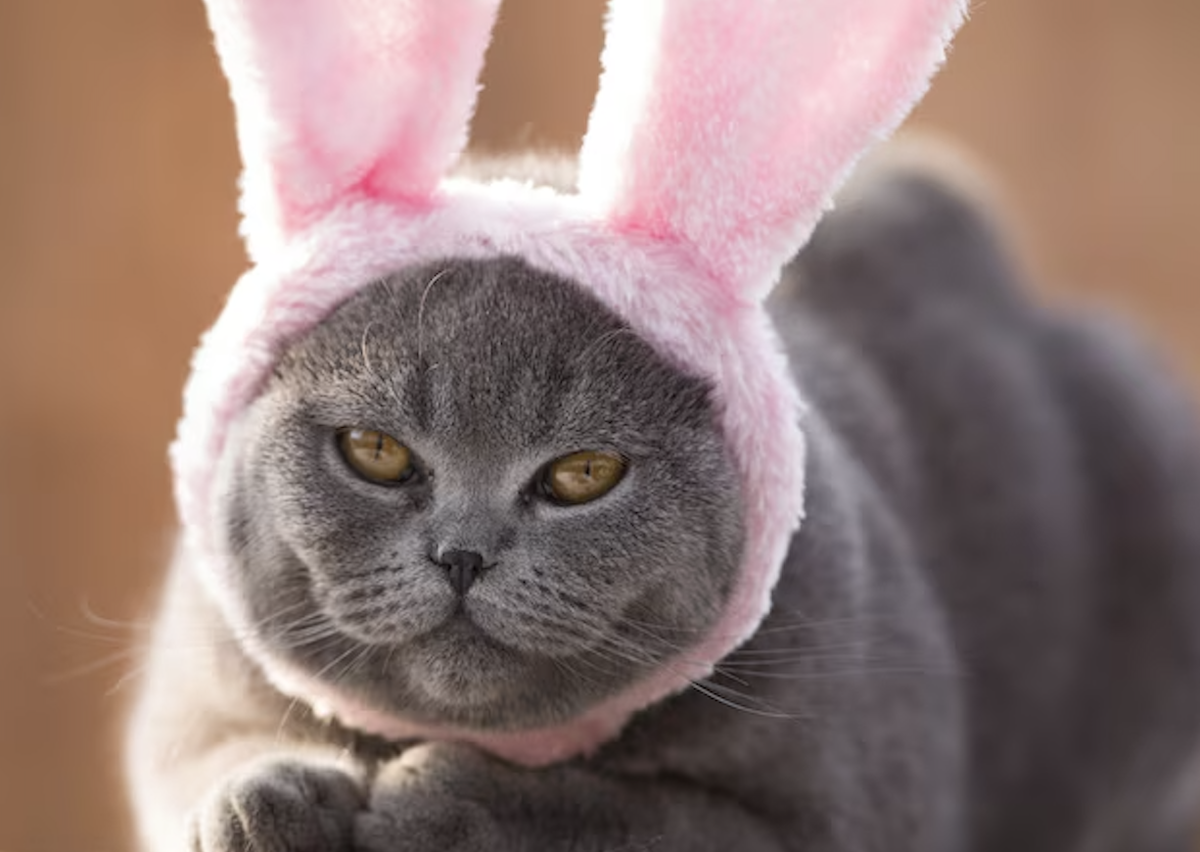 Источник: https://share.google/ilyU0XU1kXXbqTBkS