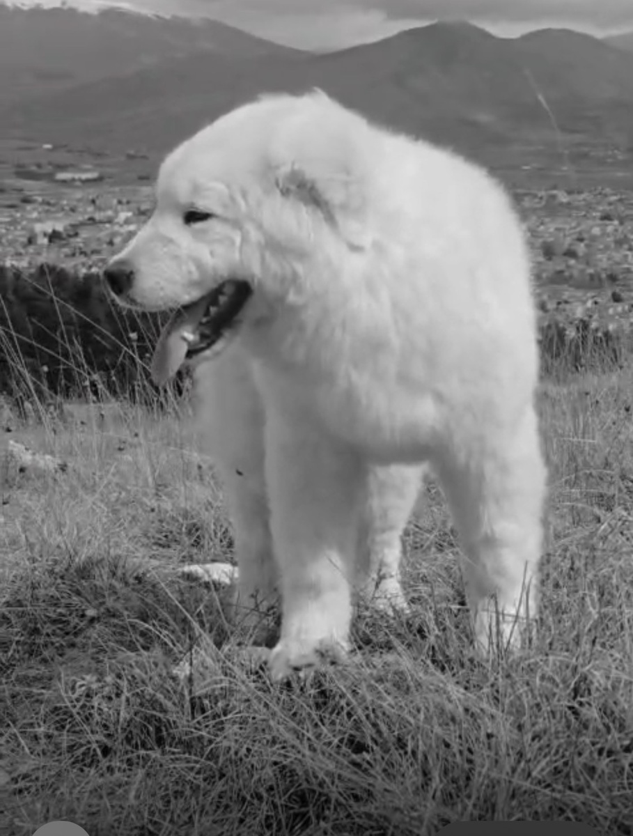 Фото 1 . Щенок 5,5 месяцев мареммо-абруцкая овчарка. Фото принадлежит Agostino Di Cola