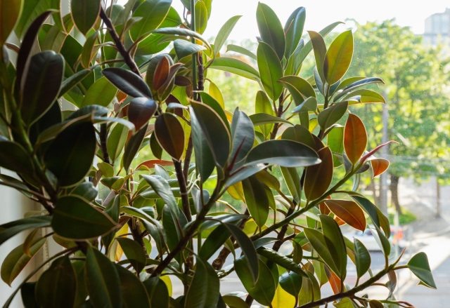 Почему фикус эластика растет «палкой» и как заставить его ветвиться?  📷
