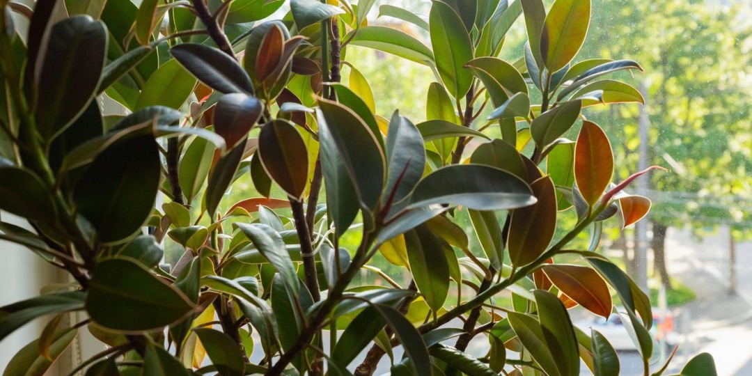 Почему фикус эластика растет «палкой» и как заставить его ветвиться?