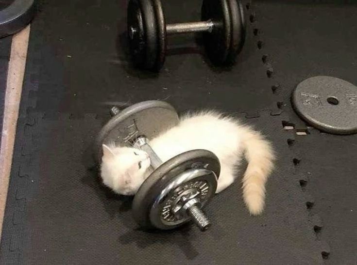 Источник: https://share.google/o42VsFFib7ddLxvnX