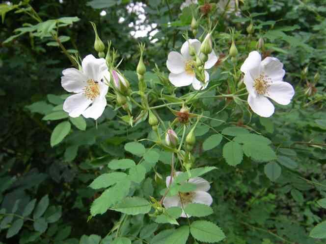 Фото Rosen – Garten – Kultur