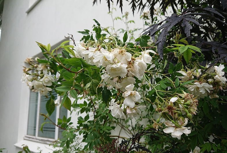 Фото Garðaflóra slf