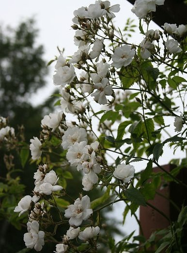 Фото Garðaflóra slf