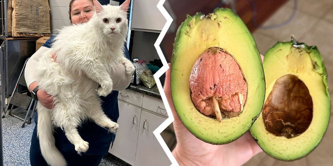 17 удивительных моментов из обычной жизни, которые выглядят так, будто их подстроила сама Вселенная