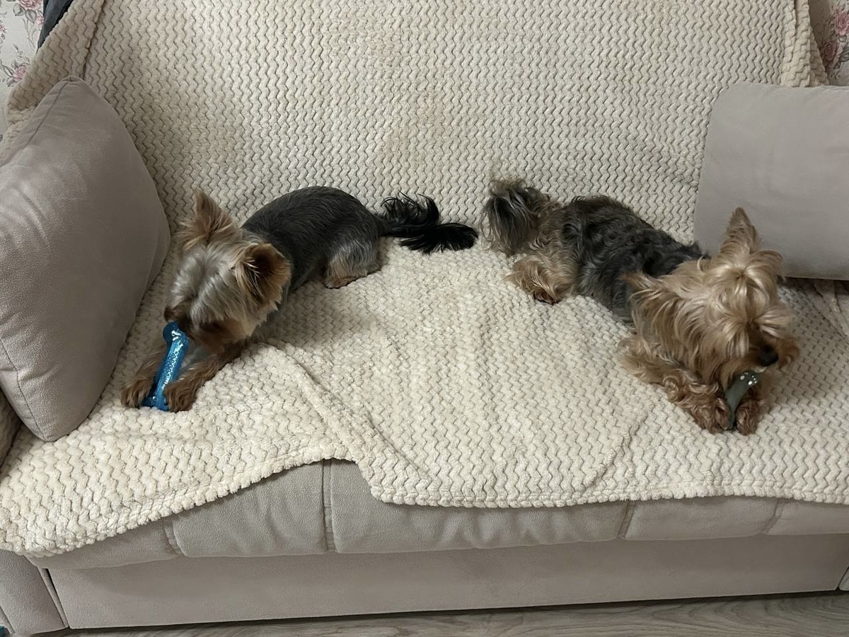 Потомки диких волков. Фото в цвете