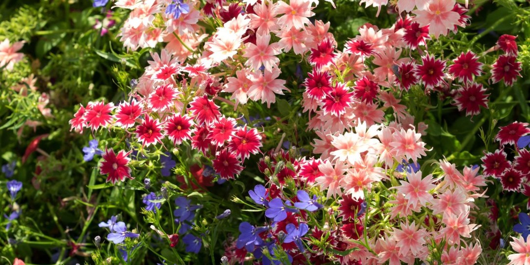 Цветут дольше многолетников: лучшие сорта флокса Друммонда для яркой клумбы