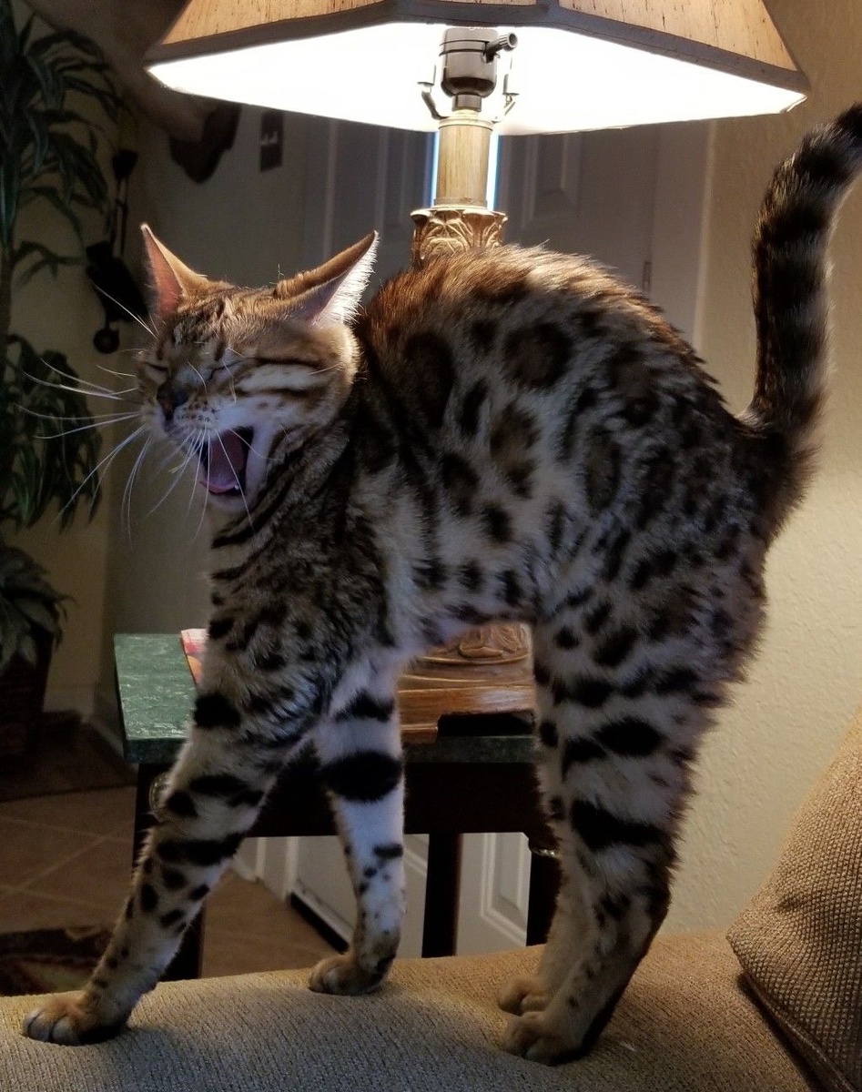 из открытых источников