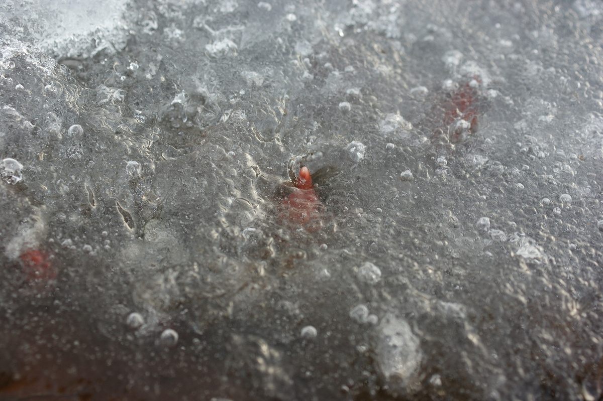 Первоцветы под коркой льда. Не трогаю, сами справятся. 