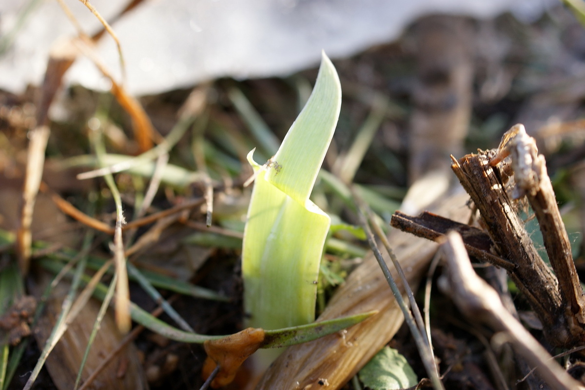 Здесь ещё две недели назад была утрамбованная гора высотой более метра – главное место для игр. 