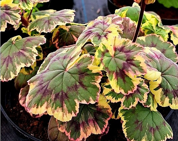 Ray Bidwell с молочно‑сливочными крами  на листьях.