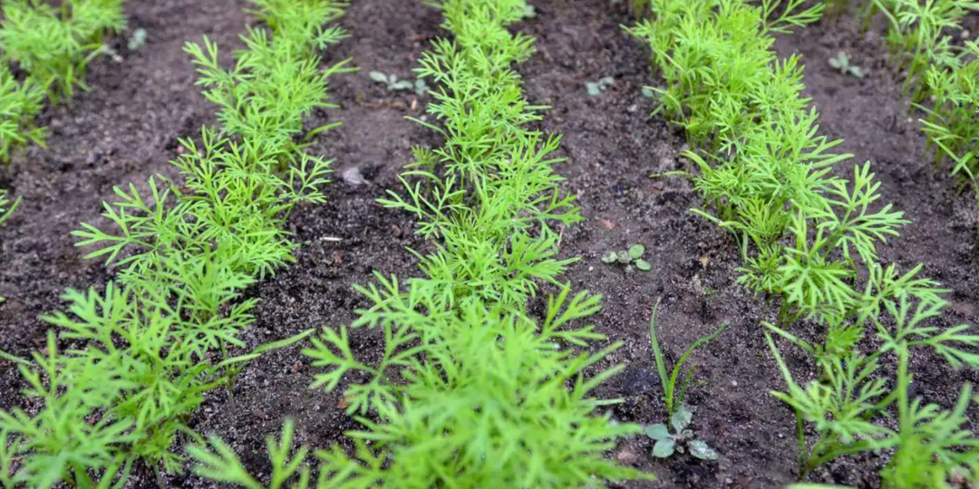 Укроп взойдет даже у новичков. Как посеять укроп, чтобы получить дружные всходы