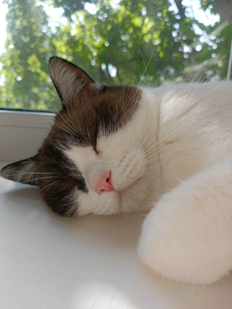 Ну совсем не поэт 😸