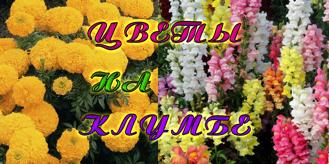 Цветы на клумбе. Бархатцы. Львиный зев.