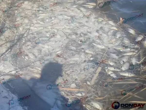 В Министерстве природных ресурсов и экологии Ростовской области прокомментировали массовую гибель рыбы в Грушевском водохранилище в Шахтах