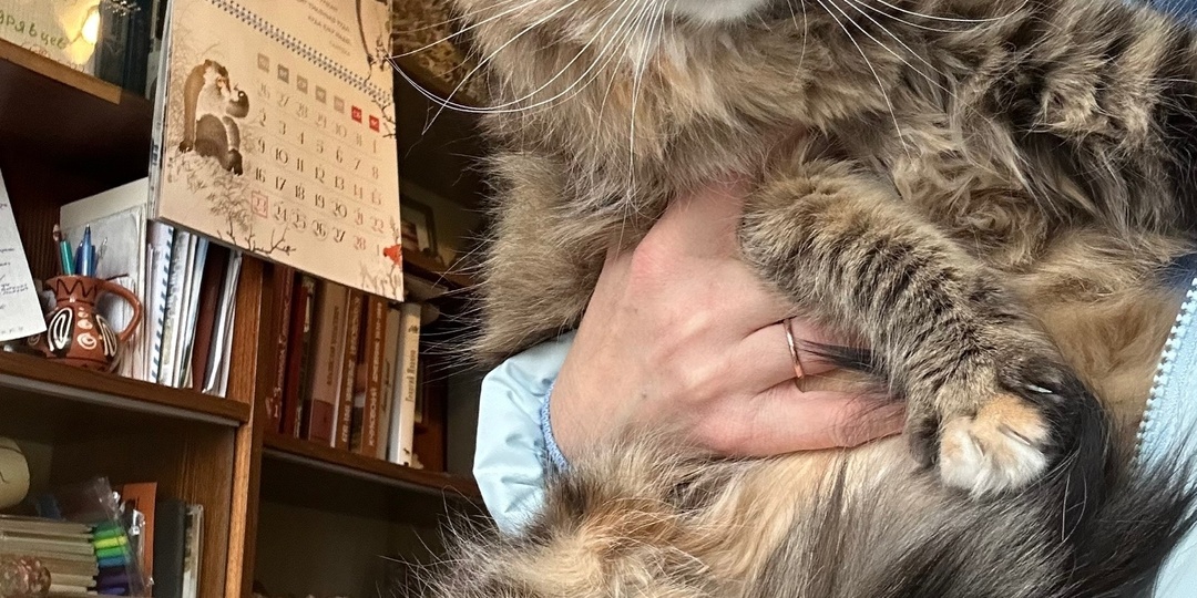 🐈Пушистая красавица Нюша продолжает искать дом🏡