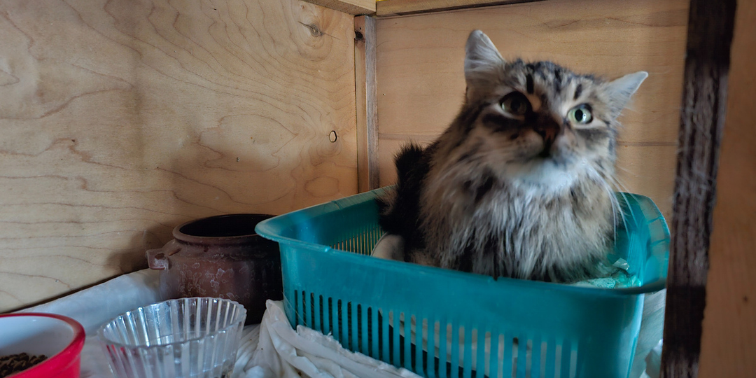 Коты оказались в настоящей тюрьме...Рассказываю, что было дальше...