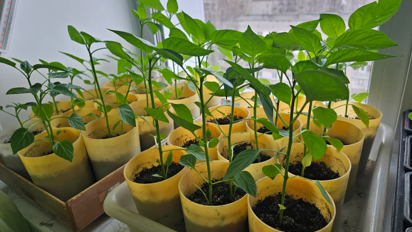    Фото: progorod43.ru