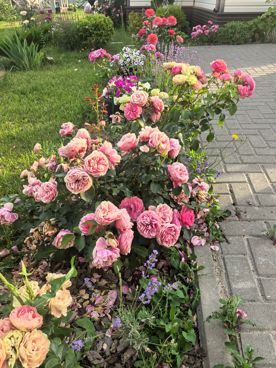 Розы, входная группа.