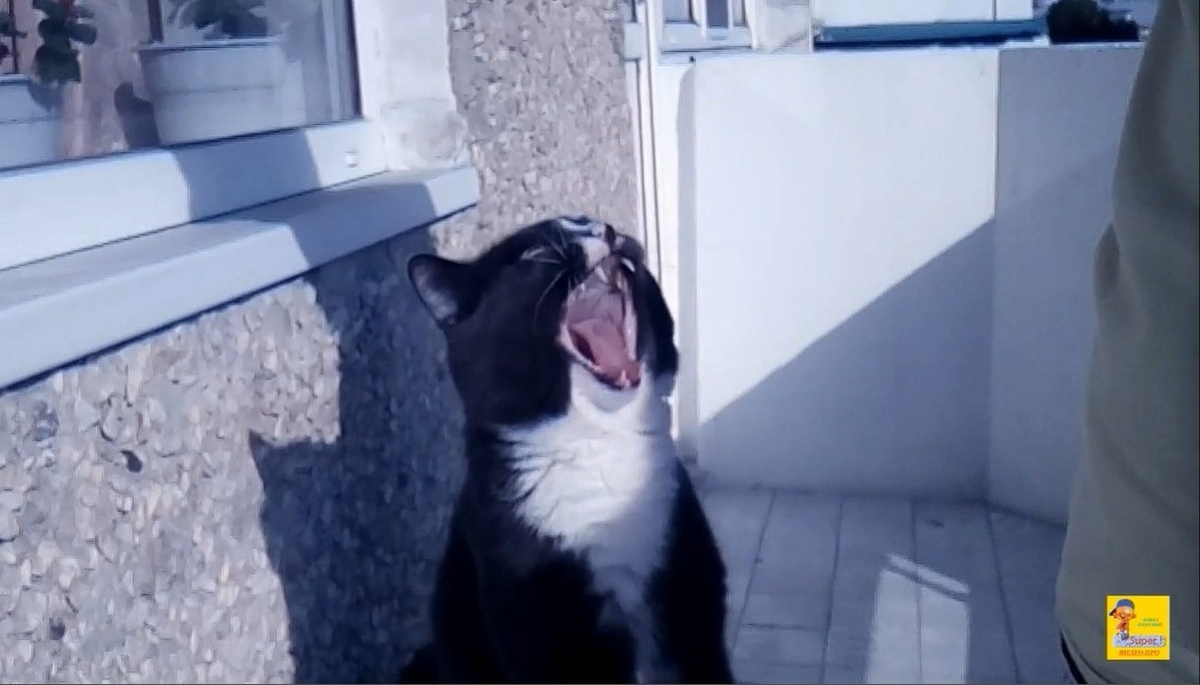 Пасть порву )))