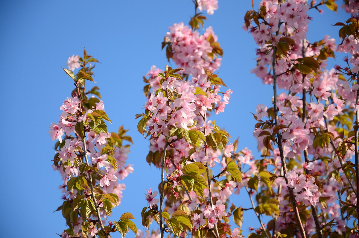 Источник: wikipedia.org Автор: Andrew Butko CC BY-SA 4.0