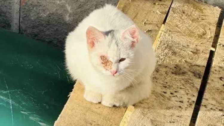 Ловим раненую кошечку