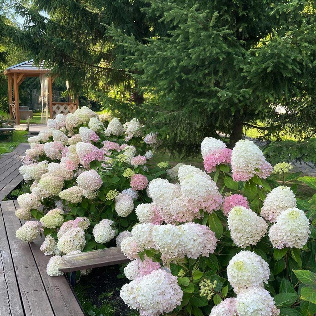 Обрезка делает соцветия гортензии более крупными, обеспечивает обильное цветение по всему кусту. Иллюстрация автора.