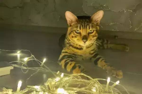 В Ростове пройдут плановые отключения света 20 марта