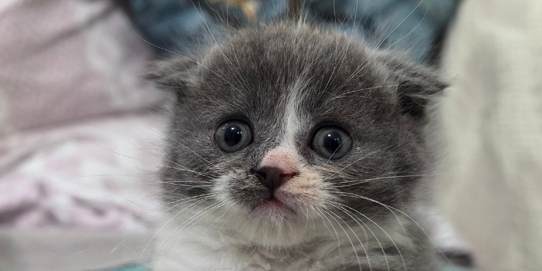 Маленький конюшок ищет большого человека