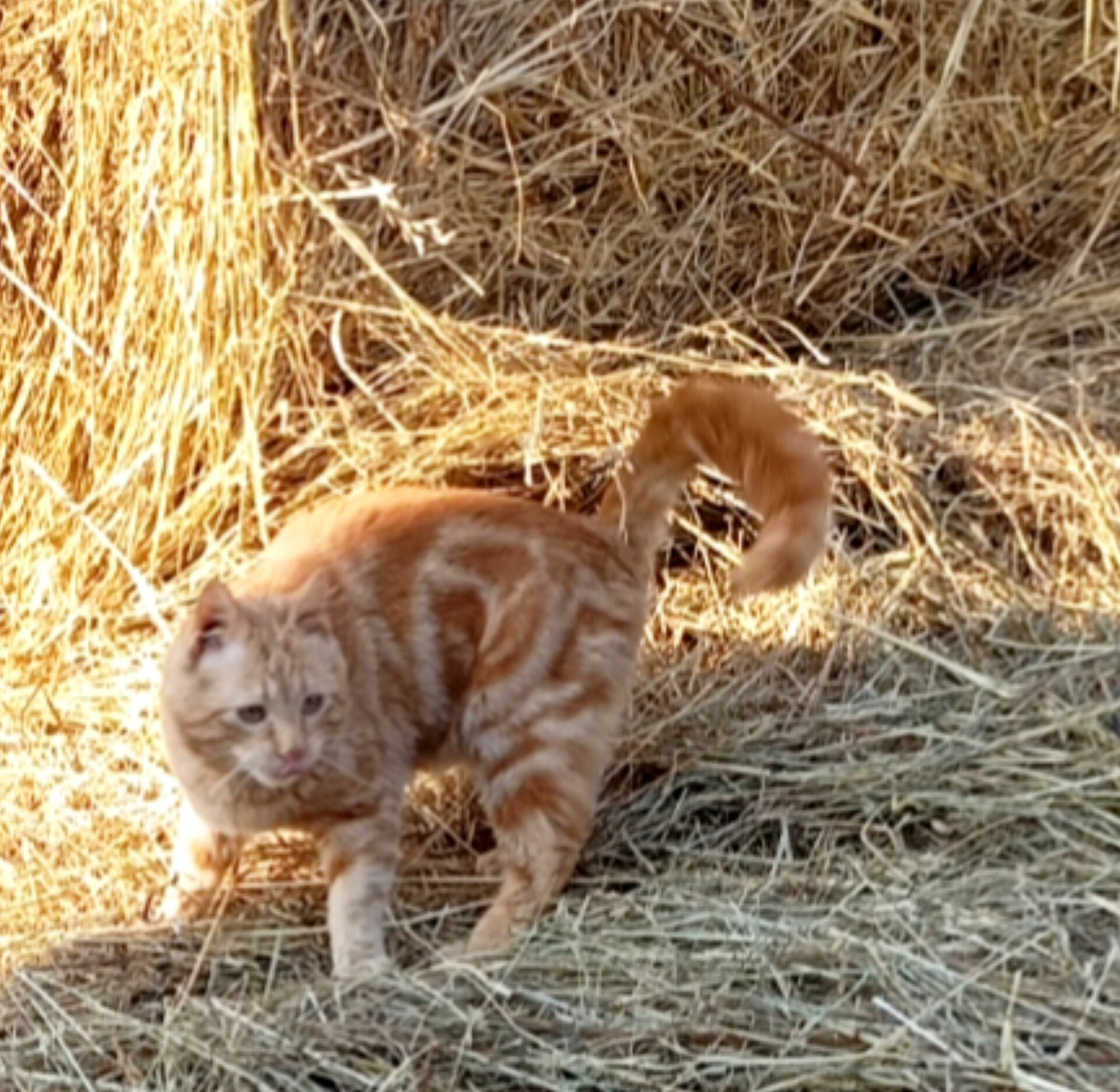 Маяк , живёт в бывшей конюшне.