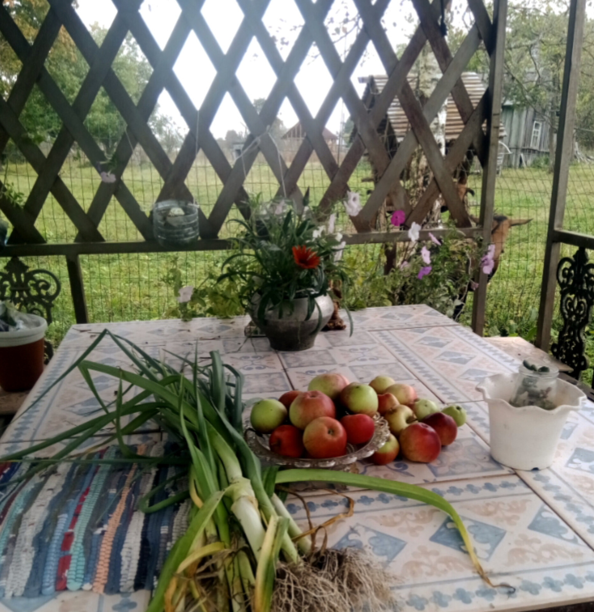 Пора сбора урожая.  Фото автора.