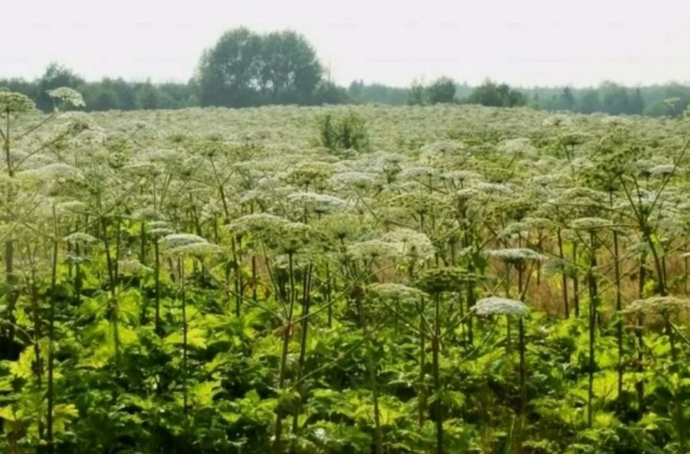 Запускайте коров. Ну, пожалуйста...