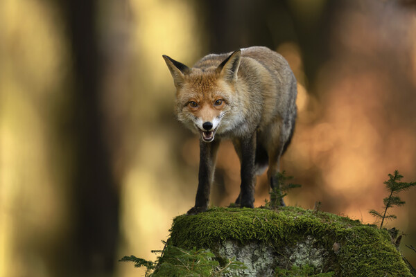 Piotr Krzeslak/Shutterstock/FOTODOM   📷
