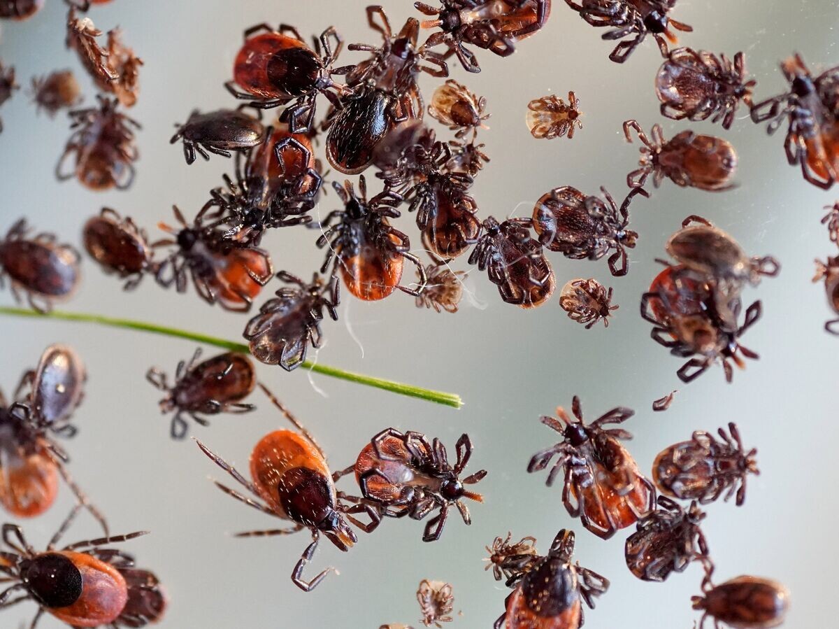    Клещи в лаборатории особо опасных и природно-очаговых инфекций Центра гигиены и эпидемиологии Калининградской области | © РИА Новости / Игорь Зарембо