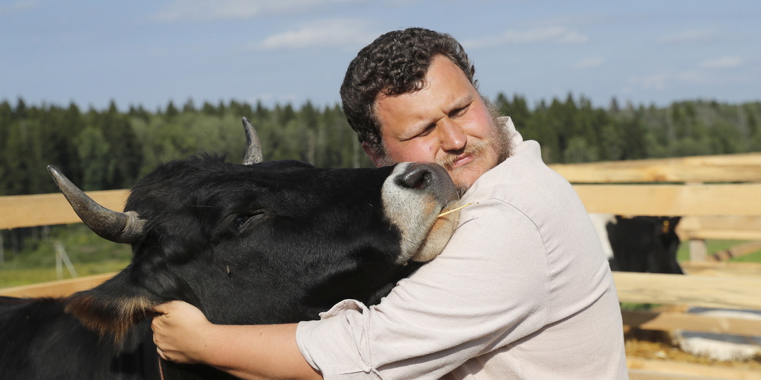 СМИ: В Новосибирской области у фермеров продолжают изымать скот