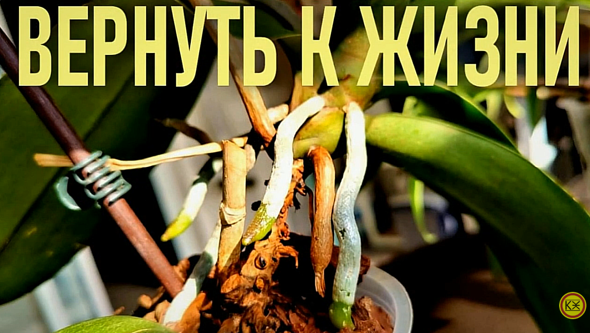 Иллюстрация из видео на канале Классика Орхидейного Жанра.