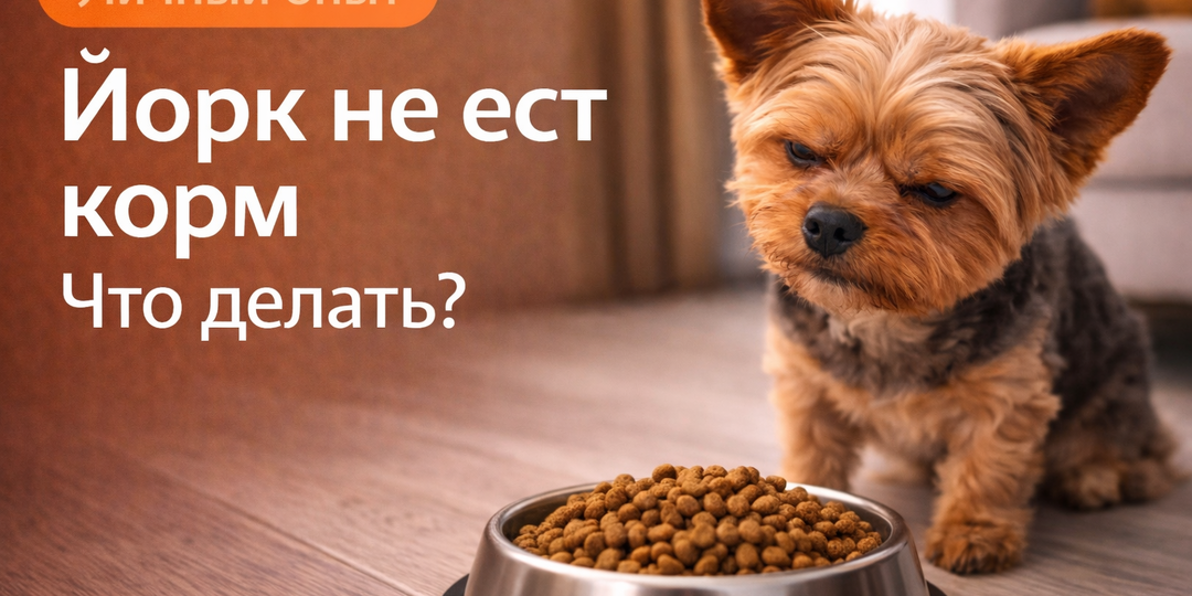 Йорк не ест корм: что делать, если он отказывается от еды