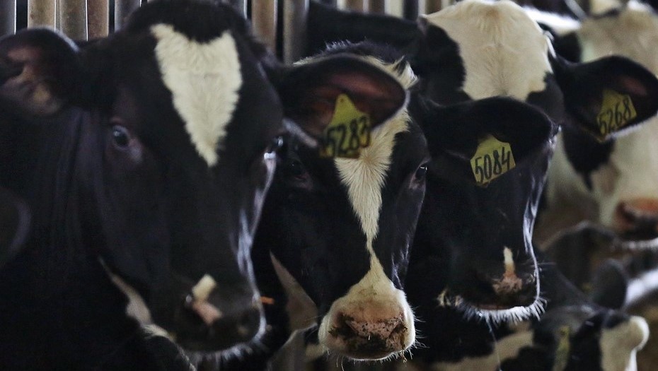 Автор фото: Пётр Ковалёв / "ДП"