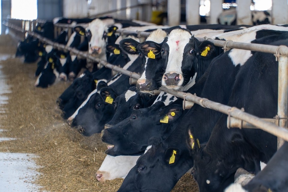    Сергей Данкверт пояснил, что решение об уничтожении скота далось непросто. Михаил ФРОЛОВ